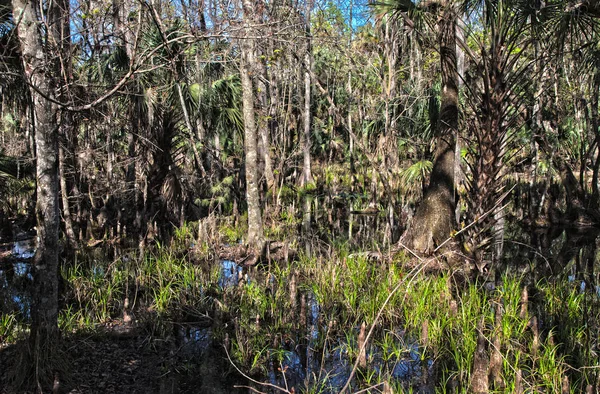 Természetvédelmi Ezüstforrások Floridai — Stock Fotó