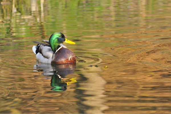 Schilderachtig Uitzicht Van Schattige Wilde Eend Natuur — Stockfoto