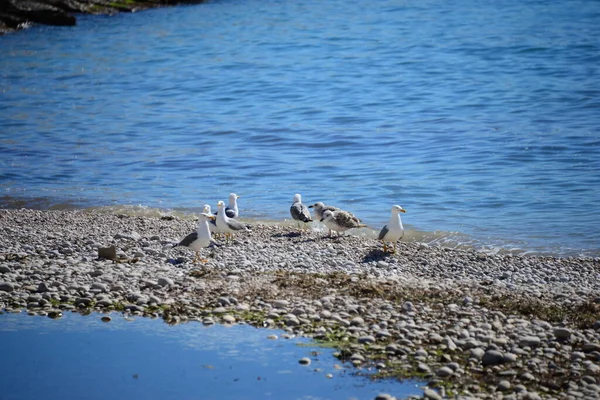 Mewy Plaży Hiszpania — Zdjęcie stockowe