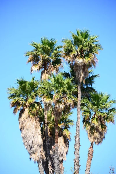 Palmblad Spanien Kopiera Utrymme — Stockfoto