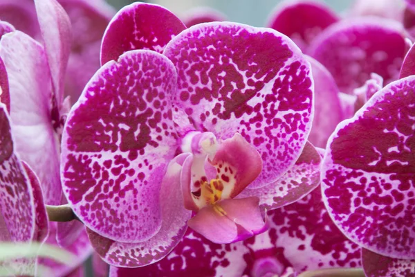 Vackra Blommor Blommigt Koncept Bakgrund — Stockfoto