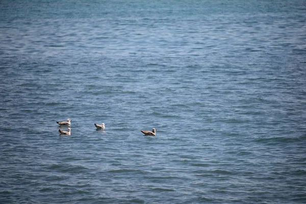 Gaivotas Mediterrâneo Espanha — Fotografia de Stock