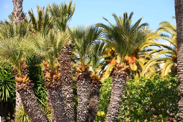 Palmenblätter Spanien Kopierraum — Stockfoto