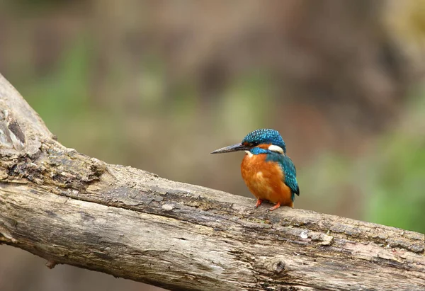 Vista Cerca Pájaro Martín Pescador Vida Salvaje — Foto de Stock