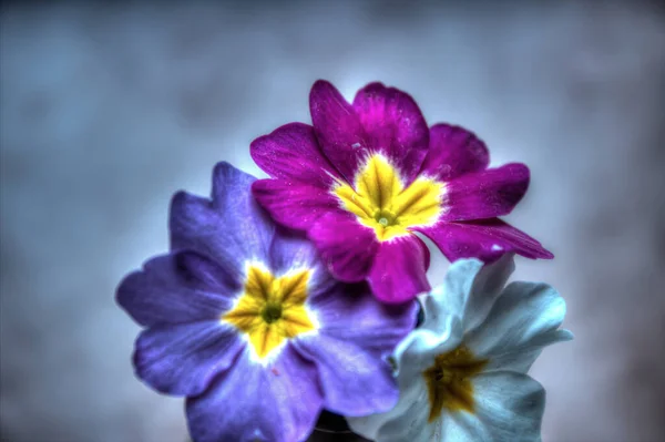 Красочные Цветы Растущие Открытом Воздухе — стоковое фото