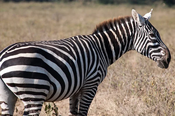 Zebra Wide Africa Royalty Free Stock Images