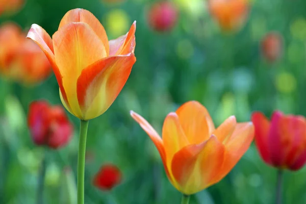 Vue Belles Fleurs Printanières — Photo