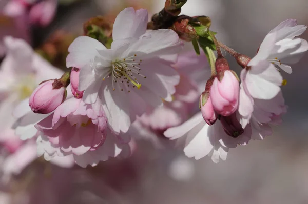 Lente Bloesem Bloemen Boom — Stockfoto