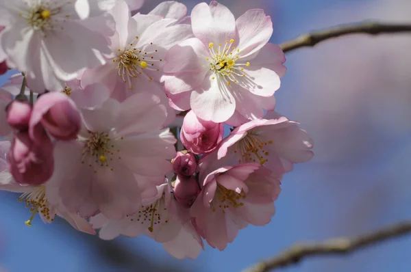 Fleurs Printemps Sur Arbre — Photo