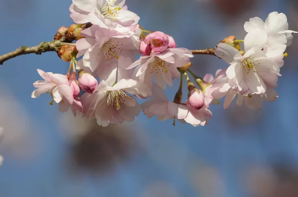 Tavaszi Virágzó Virágok Fán — Stock Fotó