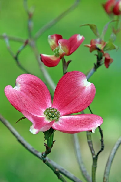 Colorful Flowers Growing Outdoors — Stock Photo, Image