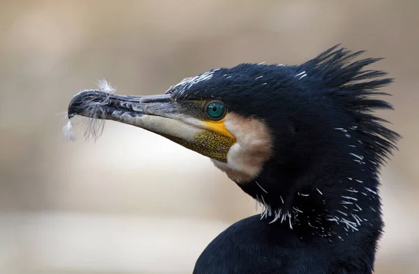 Schilderachtig Uitzicht Prachtige Vogel Natuur — Stockfoto