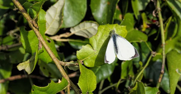 Vlinder Genaamd Cavolaia Mijn Tuin — Stockfoto