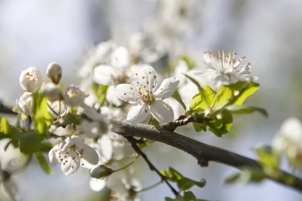 Baumblüte Frühlingsblumen Auf Ästen — Stockfoto