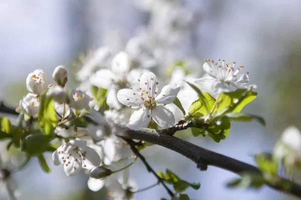 Virágzik Tavaszi Virágok Ágain — Stock Fotó