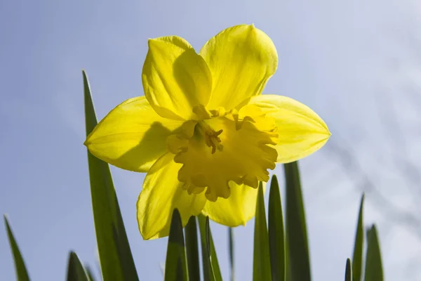 Bela Flor Primavera Narciso Narciso Daffodil — Fotografia de Stock