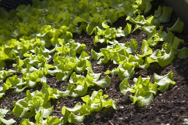 Nahaufnahme Von Frischem Leckerem Salat — Stockfoto