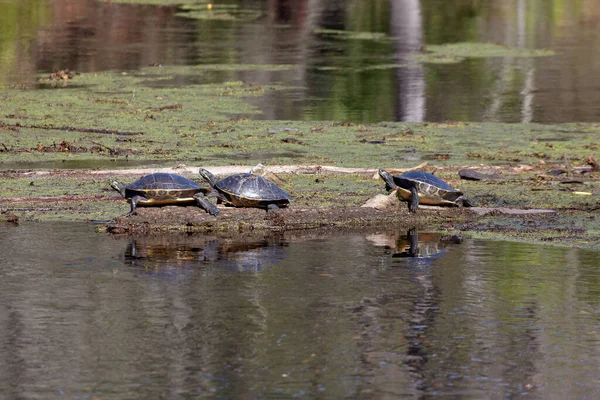 Tartarughe Gelbbauch Slider Nel Parco Statale Leno — Foto Stock