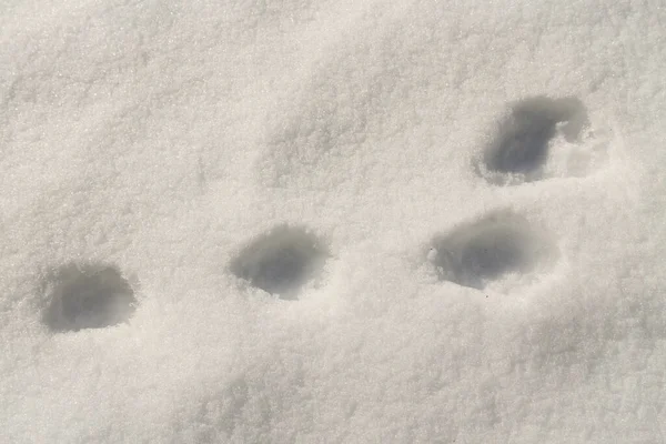 Rabbit Tracks Snow — Stock Photo, Image