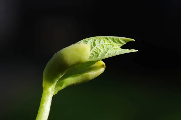 Haricot Fraîchement Germé — Photo