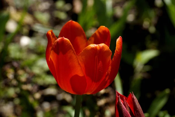 Tulipa Amarela Para Celebrar Páscoa — Fotografia de Stock