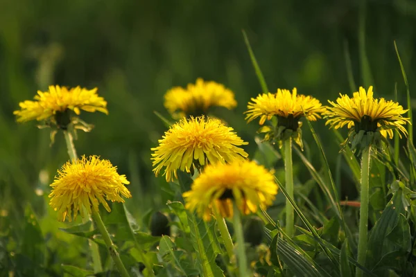 Bella Vista Del Fiore Dente Leone Naturale — Foto Stock