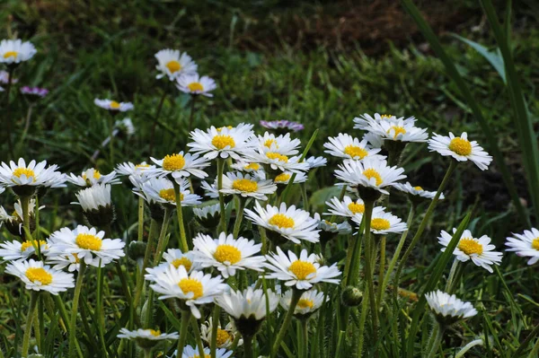 Daisies Filed Flowers Summer Flora — Stock Photo, Image