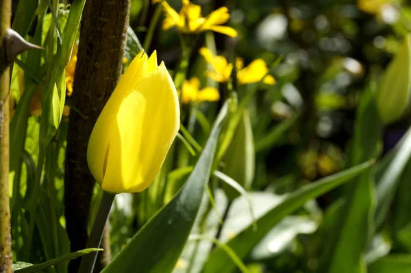 Gelbe Tulpe Zum Osterfest — Stockfoto