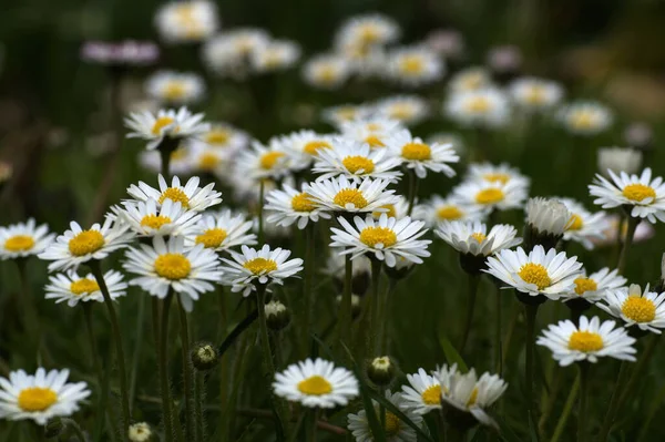 Sedmikrásky Vyplněné Květiny Letní Flóra — Stock fotografie