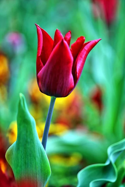 Tulipe Forme Lys Amour Durable — Photo