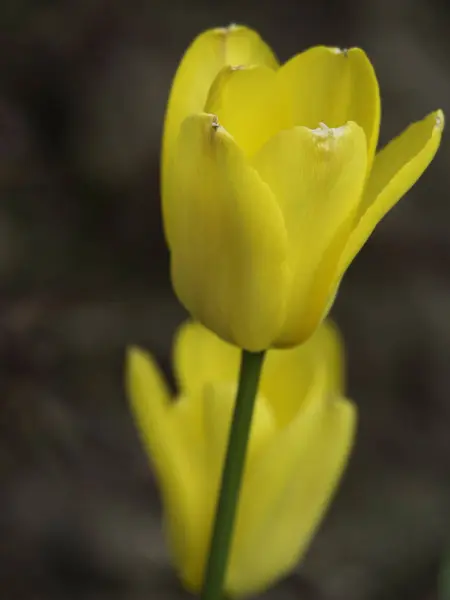 Fleurs Tulipes Fleurs Flore Printanière — Photo