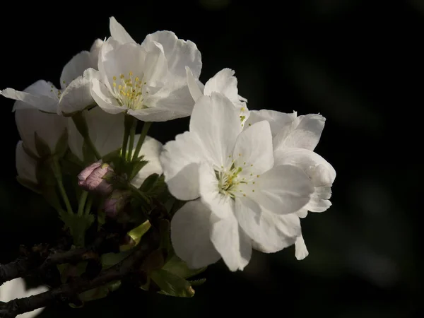 Wiosna Ogrodzie Flora Liście — Zdjęcie stockowe