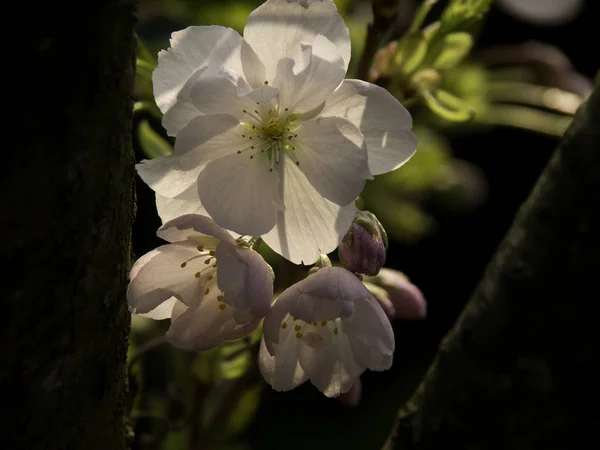 Spring Garden Flora Foliage — Stock Photo, Image