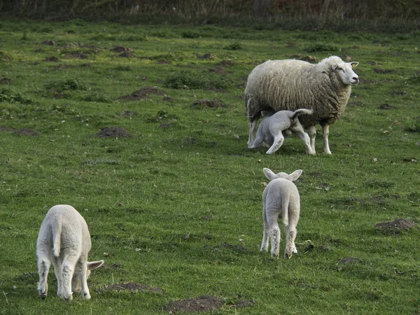 Landschappelijke Visie Landbouw Het Platteland — Stockfoto