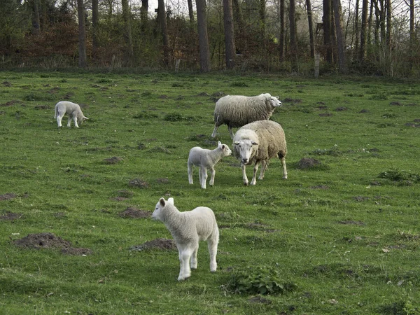 Otlaktaki Evcil Koyunlar — Stok fotoğraf