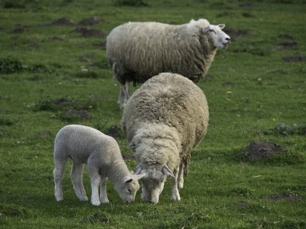 Aussichtsreicher Blick Auf Die Landwirtschaft Auf Dem Land — Stockfoto