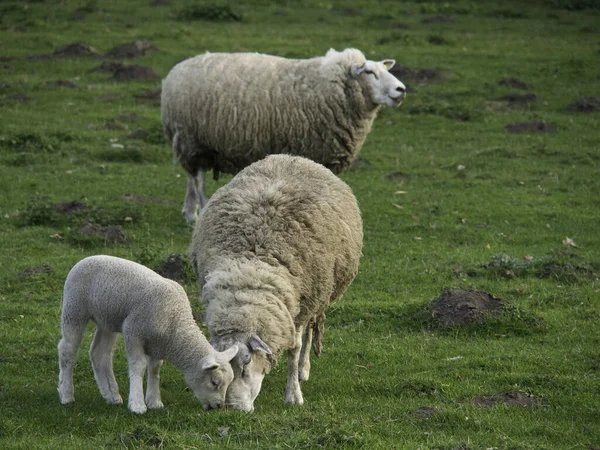 Домашня Вівця Пасовищі — стокове фото