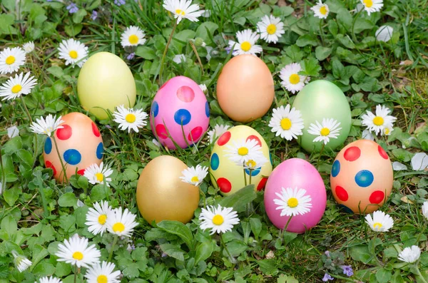 Colorful Easter Eggs Daisies — Stock Photo, Image