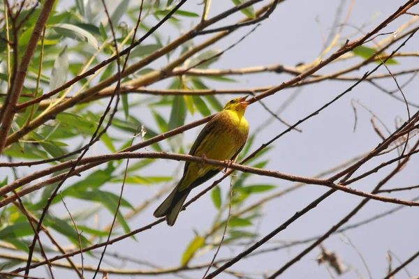 Little Singer Tree — Stock Photo, Image