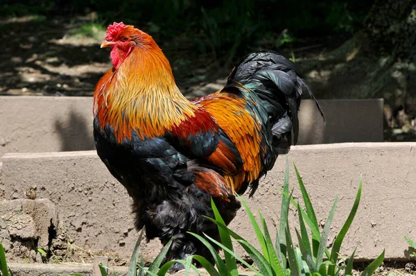 Vacker Utsikt Över Vacker Fågel Naturen — Stockfoto