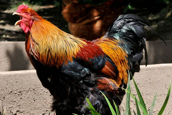 Vacker Utsikt Över Vacker Fågel Naturen — Stockfoto