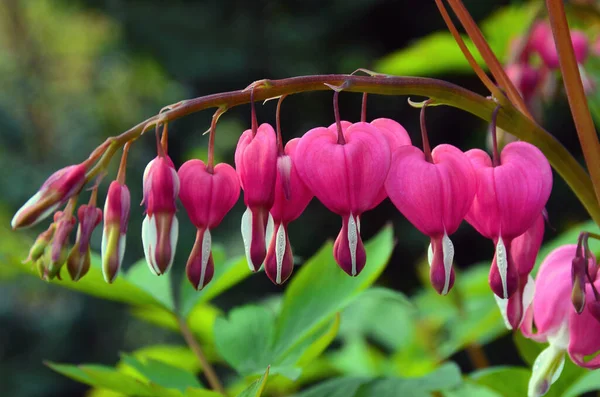 Rosa Gråt Hjärta Blomma — Stockfoto