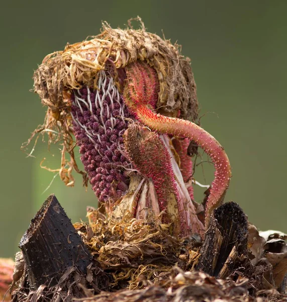 Keimendes Mammutblatt Sprouting Gunnera Manicata — Foto de Stock