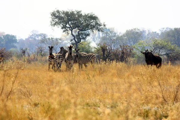 Afrikanska Zebror Zebra Djur Svart Och Vita Ränder — Stockfoto
