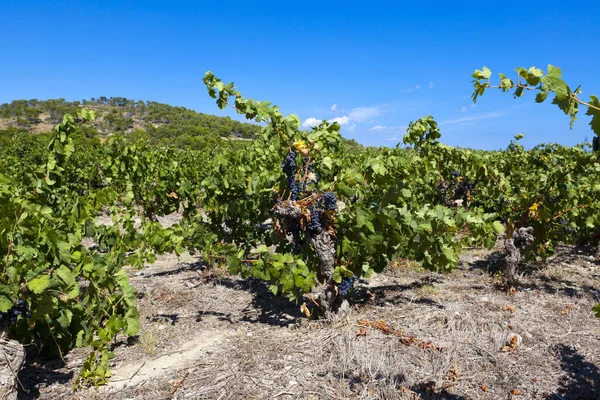 Виноградарство Gruissan Южном Франке — стоковое фото
