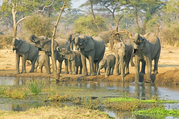 Manada Elefantes Sudáfrica — Foto de Stock