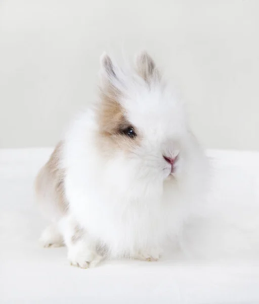 Kaninchen Mit Weißem Langem Fell Sitzt Und Blickt Die Kamera — Stockfoto