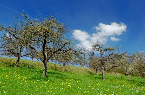 Prado Con Árboles Frutales Primavera —  Fotos de Stock