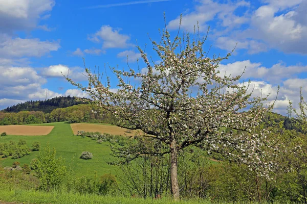 Оденвальдська Весна Митницею Мішельбах — стокове фото
