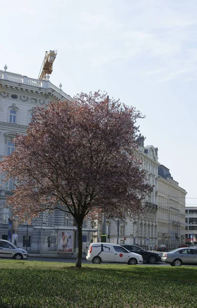 Fotografia Różowo Kwitnącego Drzewa Łące Środku Wieży — Zdjęcie stockowe